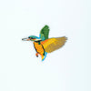 PC2562 - Orange Bird (Iron On)